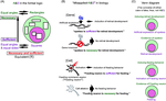 ‘Necessary and sufficient’ in biology is not necessarily necessary – confusions and erroneous conclusions resulting from misapplied logic in the field of biology, especially neuroscience (2018)